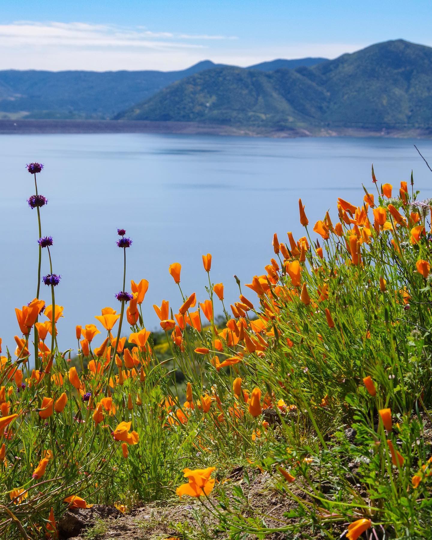 Super Bloom 2023: Photos From Space To A Bug's Eye View | Lake